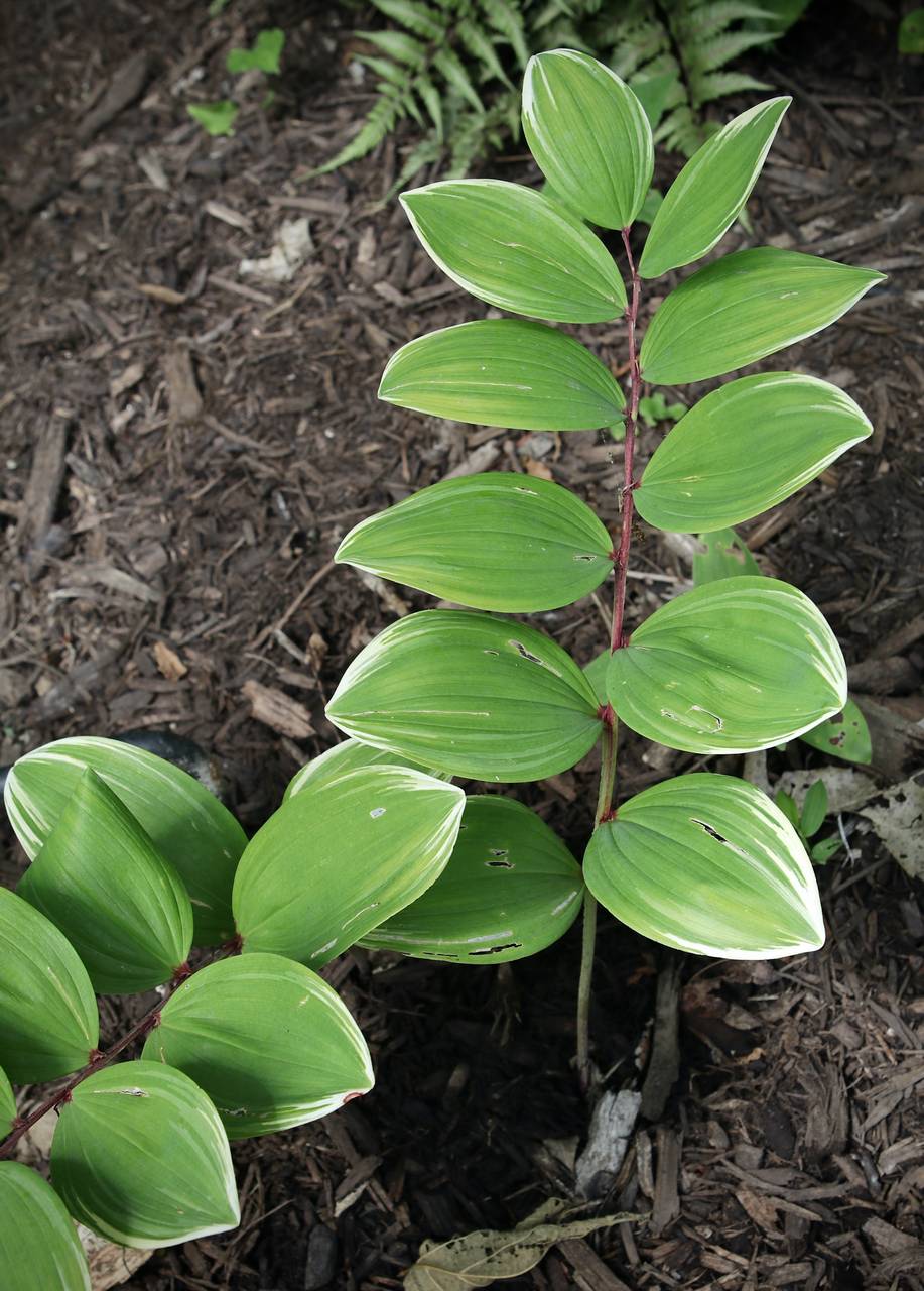 Photo of Variegated Solomon's Seal
